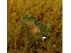 Photo of Palio dubia
